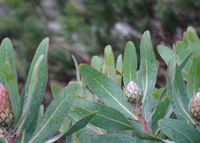 Austiny Bed And Breakfast Victor Harbor