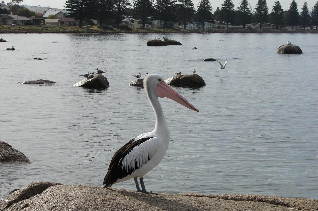Austiny 3* Victor Harbor