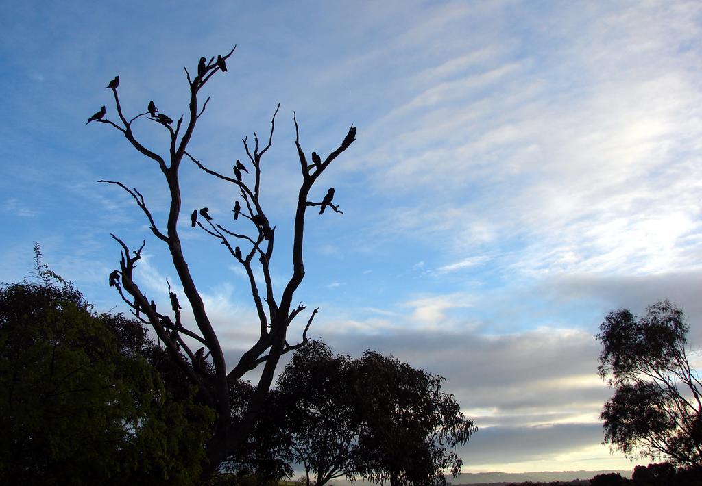 Austiny Bed & Breakfast Victor Harbor