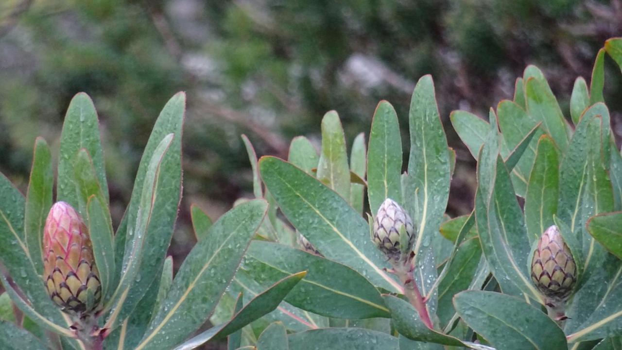 Bed & Breakfast Austiny Victor Harbor